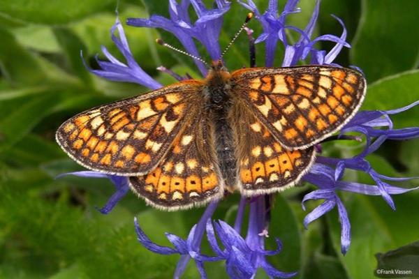 Butterfly on a flower